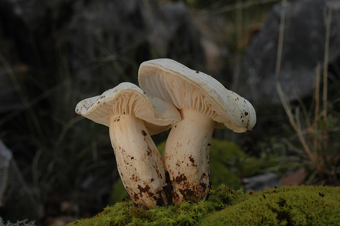 Un Hygrophorus per l''Amico Giovanni